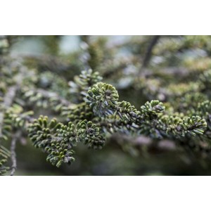 Nahaufnahme der silbrig-blauen Nadeln der Abies Koreana 'Kohouts Icebreaker' Tanne.