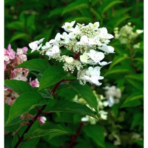 Rispenhortensie 'Polestar' mit weißen Blütenständen und grünen Blättern im Garten.
