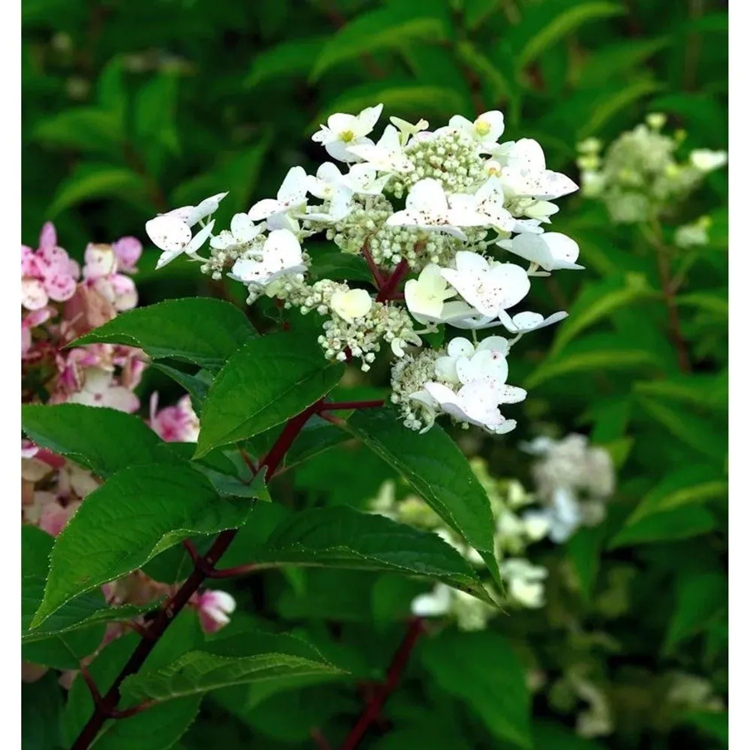 Rispenhortensie Polestar 20-30cm - Hydrangea paniculata