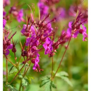Nahaufnahme des blühenden Balkanstorchschnabel 'Czakor' (Geranium macrorrhizum) mit pinkfarbenen Blüten.