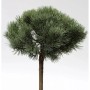 Hochstamm Silberkiefer (Pinus sylvestris) mit blaugrünen Nadeln, ca. 40-60 cm hoch.