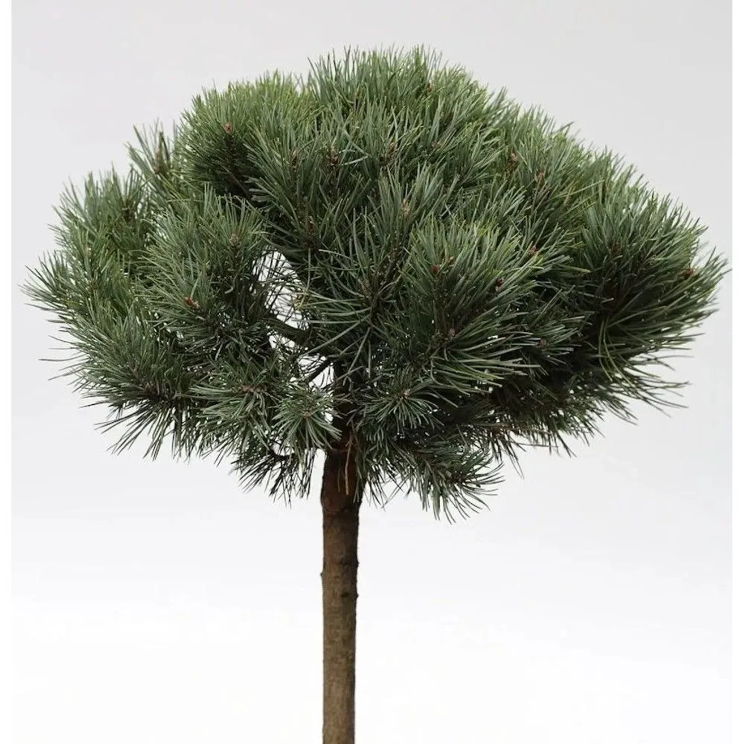 Hochstamm Silberkiefer (Pinus sylvestris) mit blaugrünen Nadeln, ca. 40-60 cm hoch.