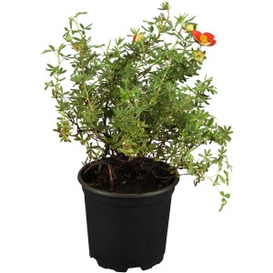 Roter OBI Fingerstrauch im Topf, ca. 30-40 cm hoch. Potentilla fruticosa mit roten Blüten.