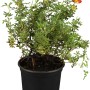 Roter OBI Fingerstrauch im Topf, ca. 30-40 cm hoch. Potentilla fruticosa mit roten Blüten.