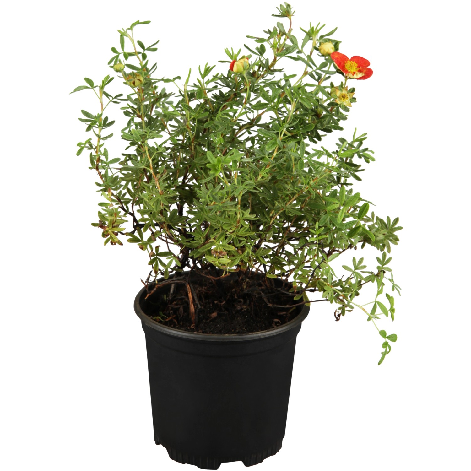 Roter OBI Fingerstrauch im Topf, ca. 30-40 cm hoch. Potentilla fruticosa mit roten Blüten.