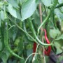 Blu Chili Joes Long Bio, Topf-Ø 12cm, mit grünen und roten Schoten.