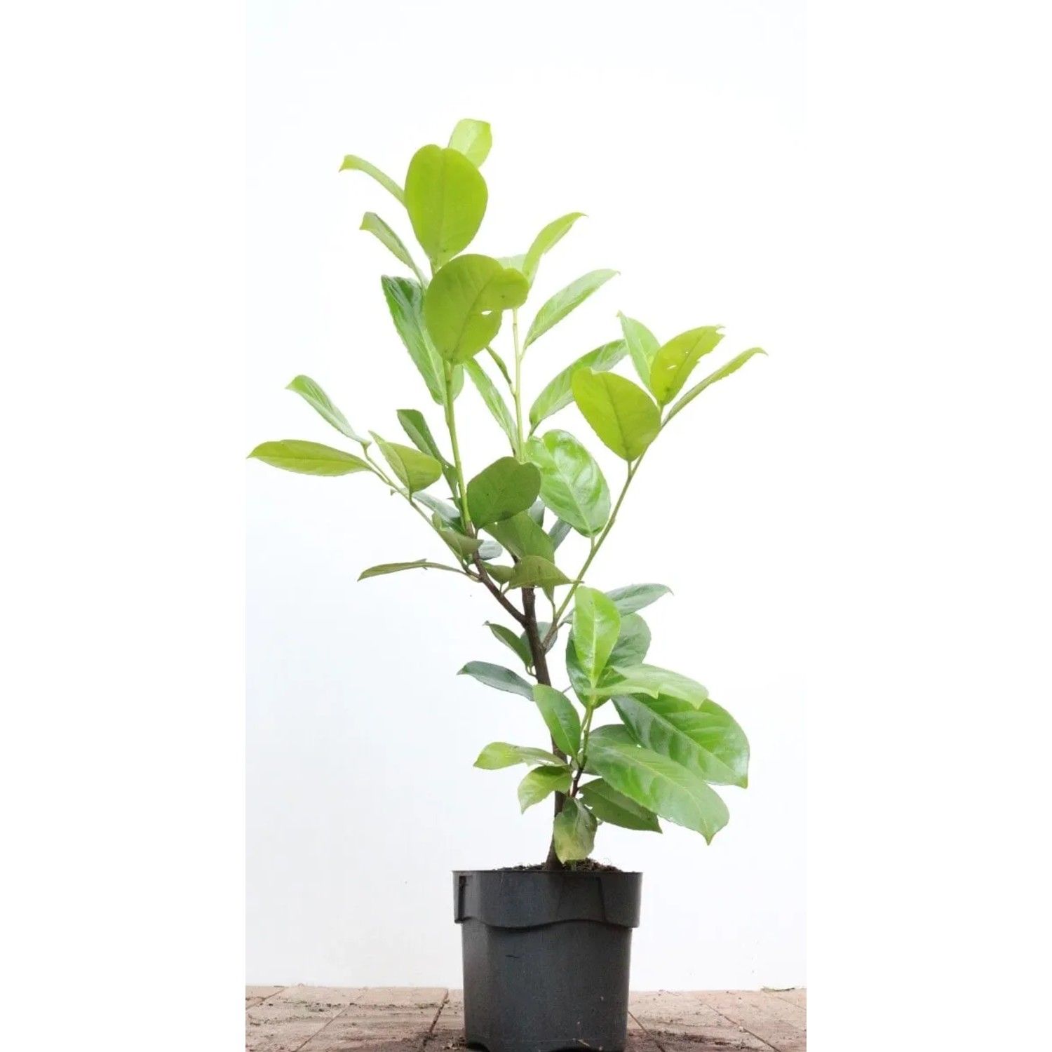 monstera cats Monstera Leaf Wool Cat Cave – Meowingtons main image 0