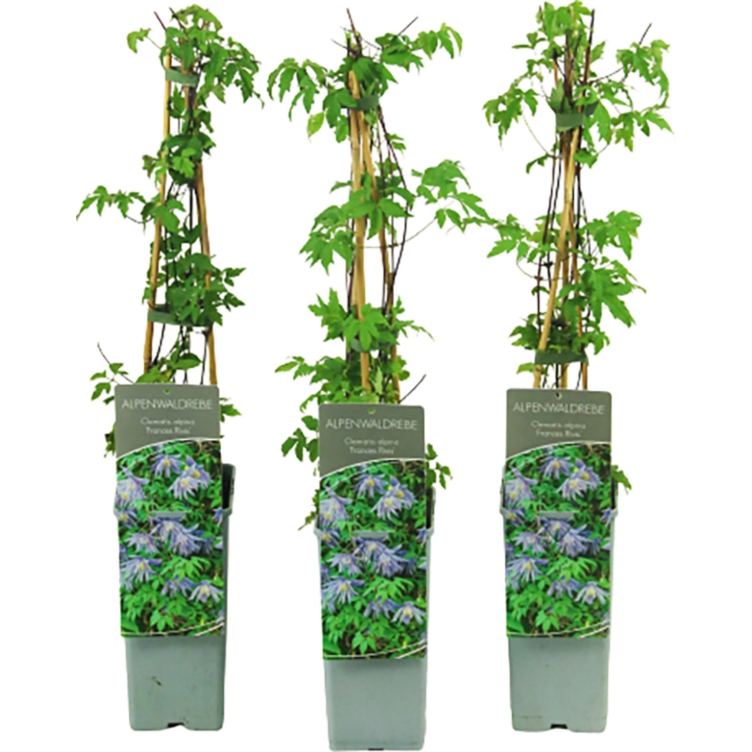 Alpen-Waldrebe Frances Rivis Höhe ca. 40 - 60 cm Topf ca. 2 l Clematis alpina