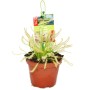 Sonnentau Drosera Capensis im 9cm Topf, eine fleischfressende Pflanze mit klebrigen Blättern.