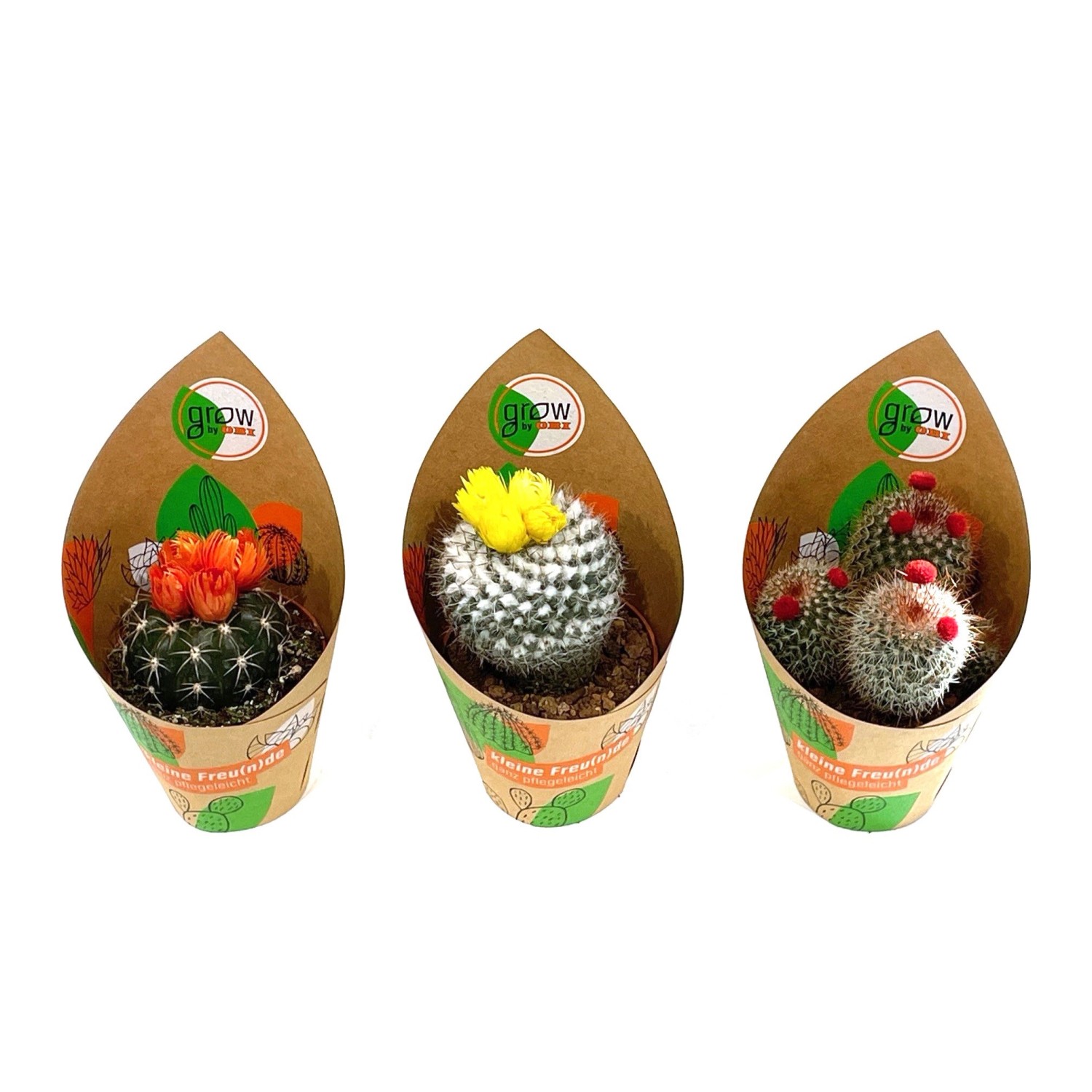 GROW by OBI Kakteen mit Strohblüte 3-fach sortiert Topf-Ø ca. 8,5 cm