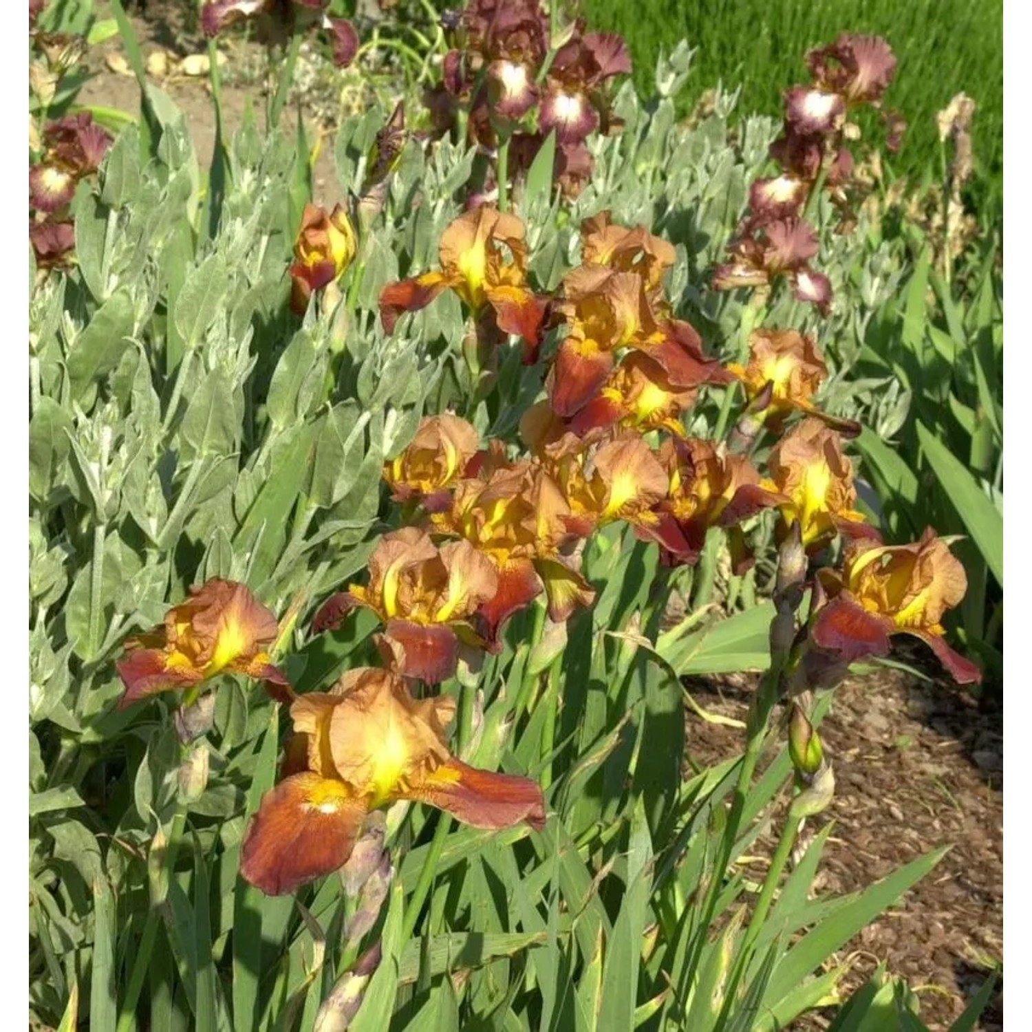 Schwertlilie Accent - Iris barbata