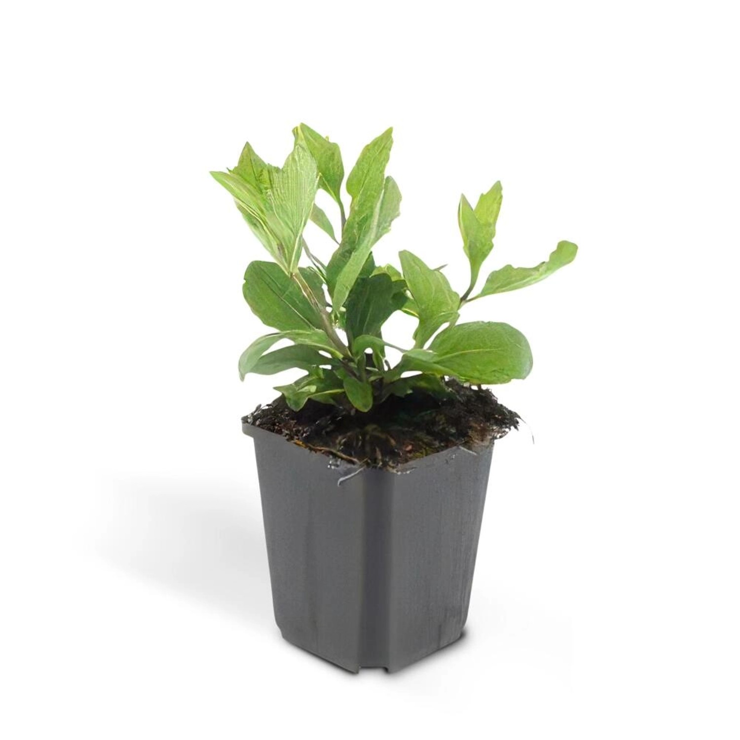 Exotenherz Zierstaude Wilde Aster Aster Ageratioides Asran 9cm Topf Set mit günstig online kaufen