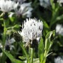 Nahaufnahme der weißen Blüte der Bergflockenblume (Centaurea Montana Alba) im Topf.