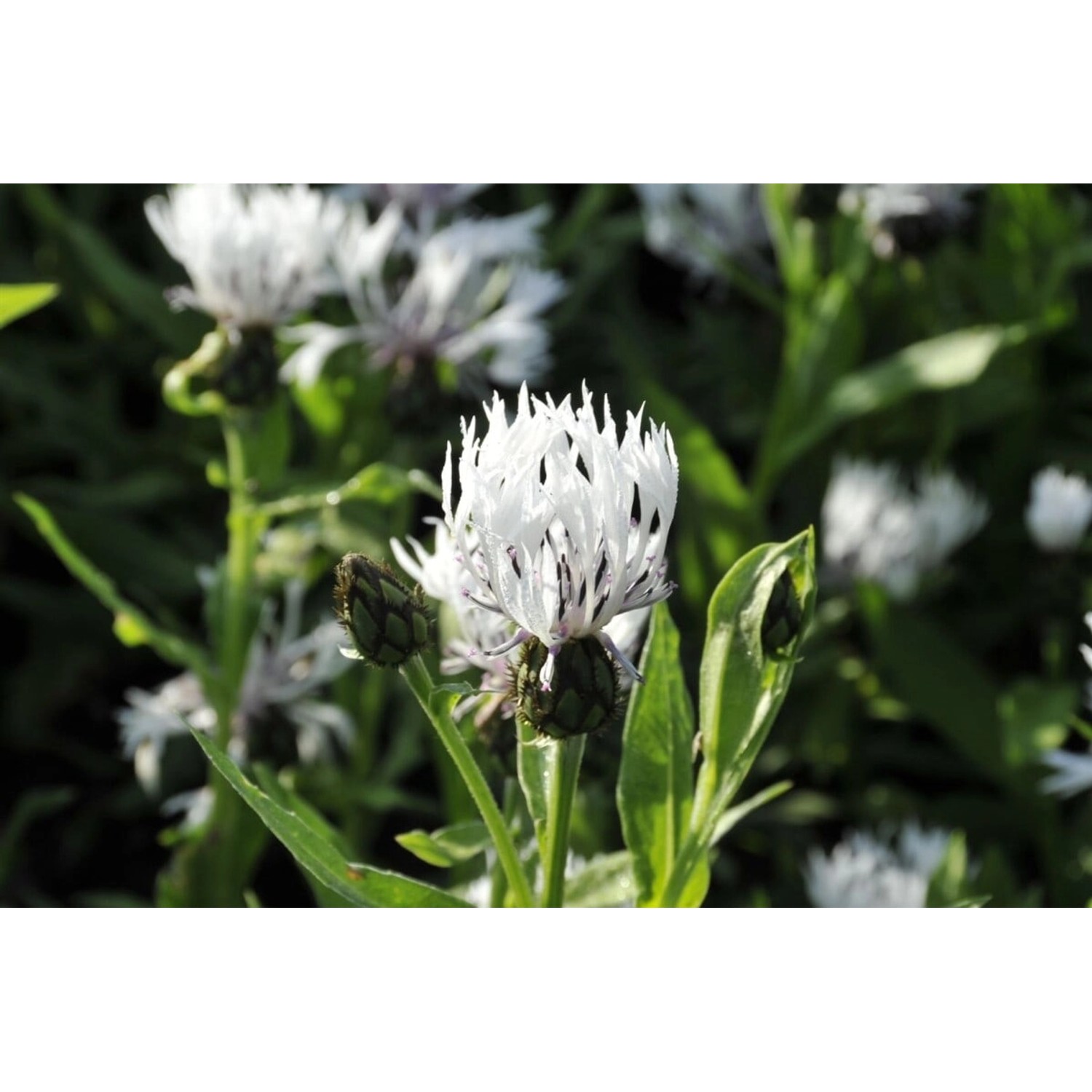 Centaurea Montana Alba Bergflockenblume Ca. 9x9 cm Topf günstig online kaufen