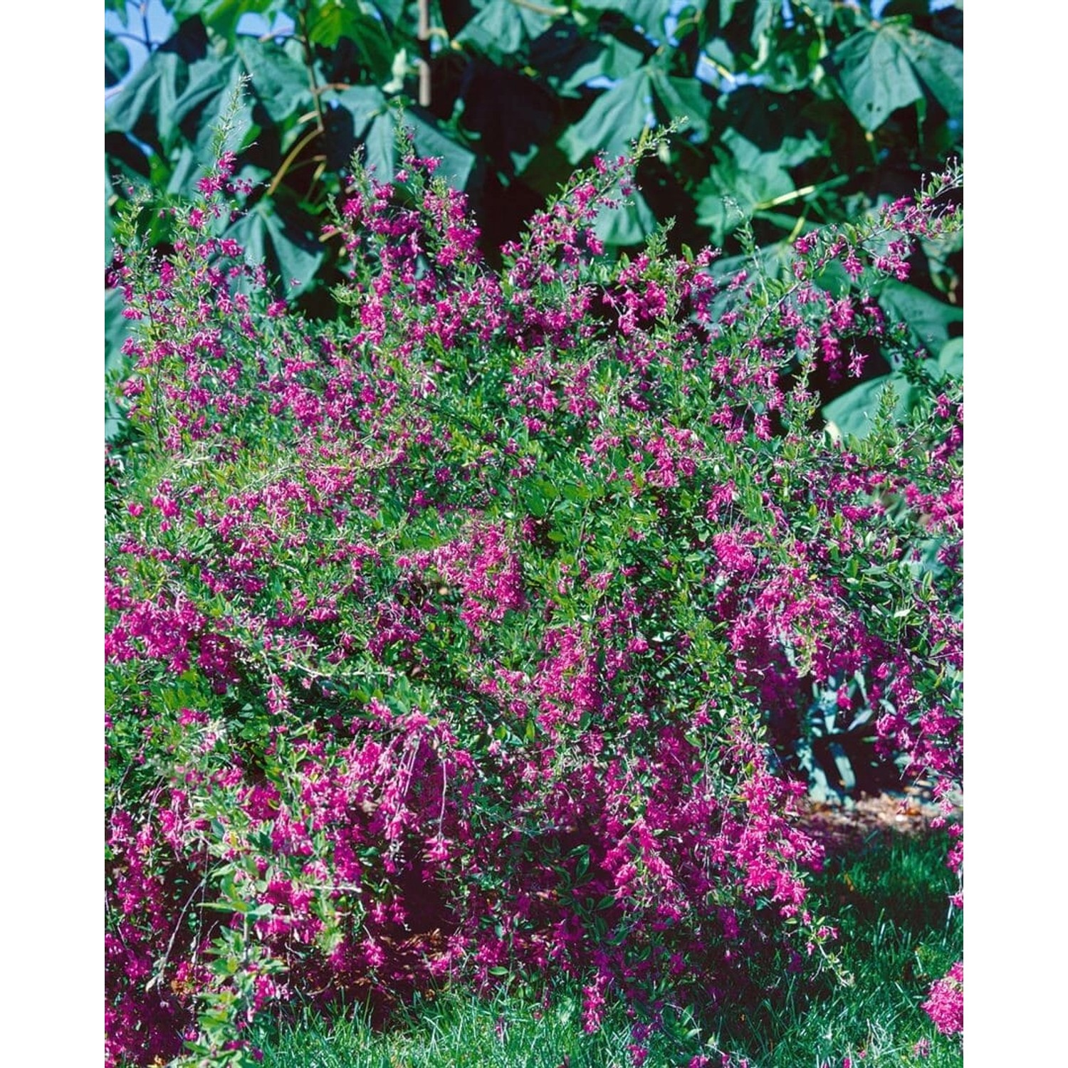 Lespedeza Bicolor Zweifarbige Buschklee 30–40 cm günstig online kaufen
