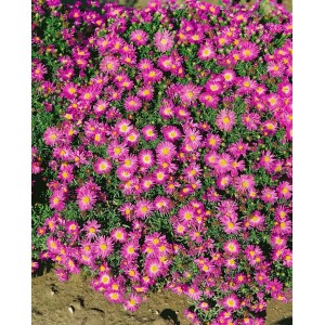 Kissenaster Rosenwichtel mit rosa Blüten im 9x9 cm Topf.