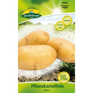 Quedlinburger Pflanzkartoffeln Cilena, gelbschalig, festkochend. Ideal für Kartoffelsalat.