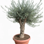 Sunny-Tree Olea Europea Winterharte Verzweigter Olivenbaum 180 cm im Decotopf 45 Jahre alt