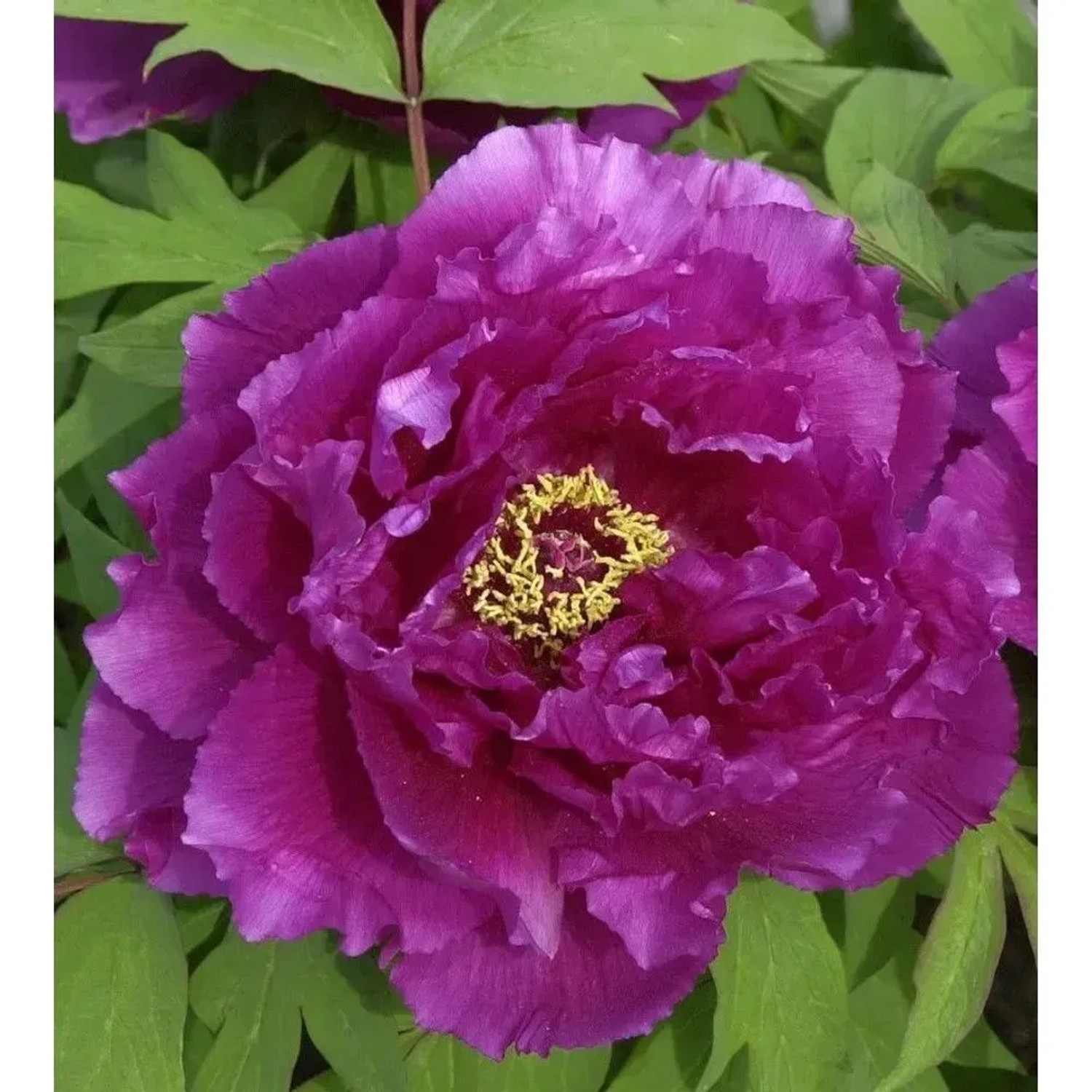 Nahaufnahme einer purpurfarbenen Strauchpfingstrose (Paeonia suffruticosa) mit gelbem Zentrum.