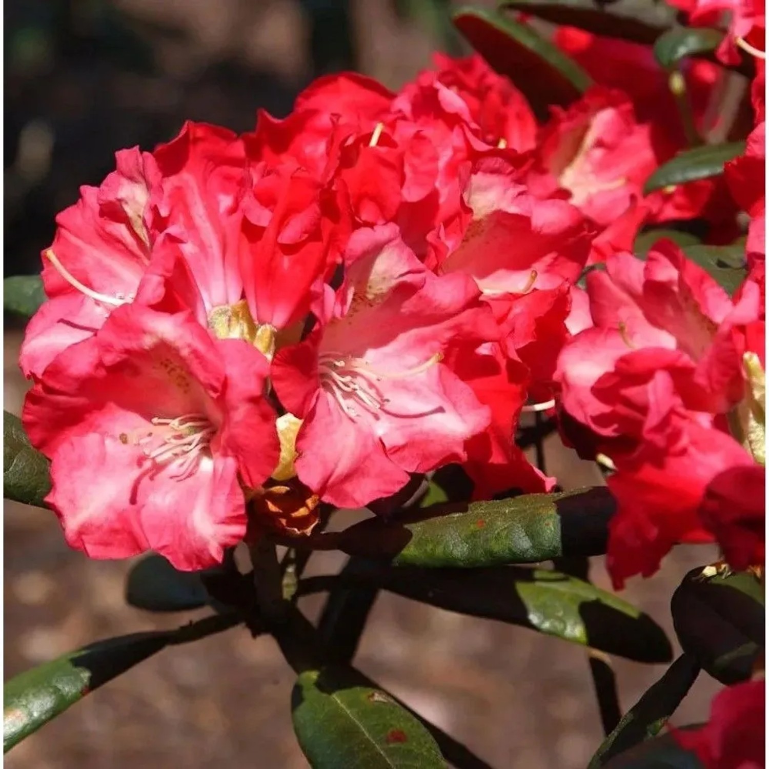 Image of INKARHO - Rhododendron Priscilla 20-25cm - Alpenrose