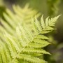 Nahaufnahme: Dryopteris Affinis Goldschuppenfarn, grüne Wedel im 2 Liter Container.
