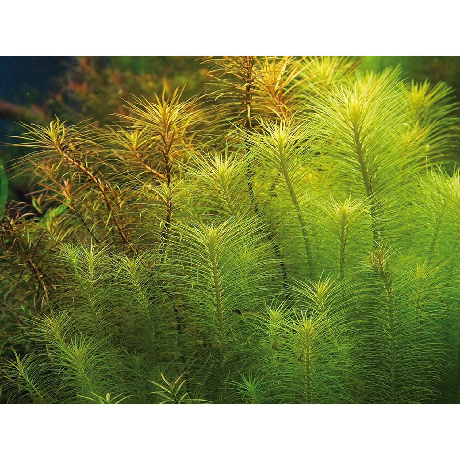 Dennerle Plants Aquariumpflanze Pogostemon Erectus kaufen bei OBI