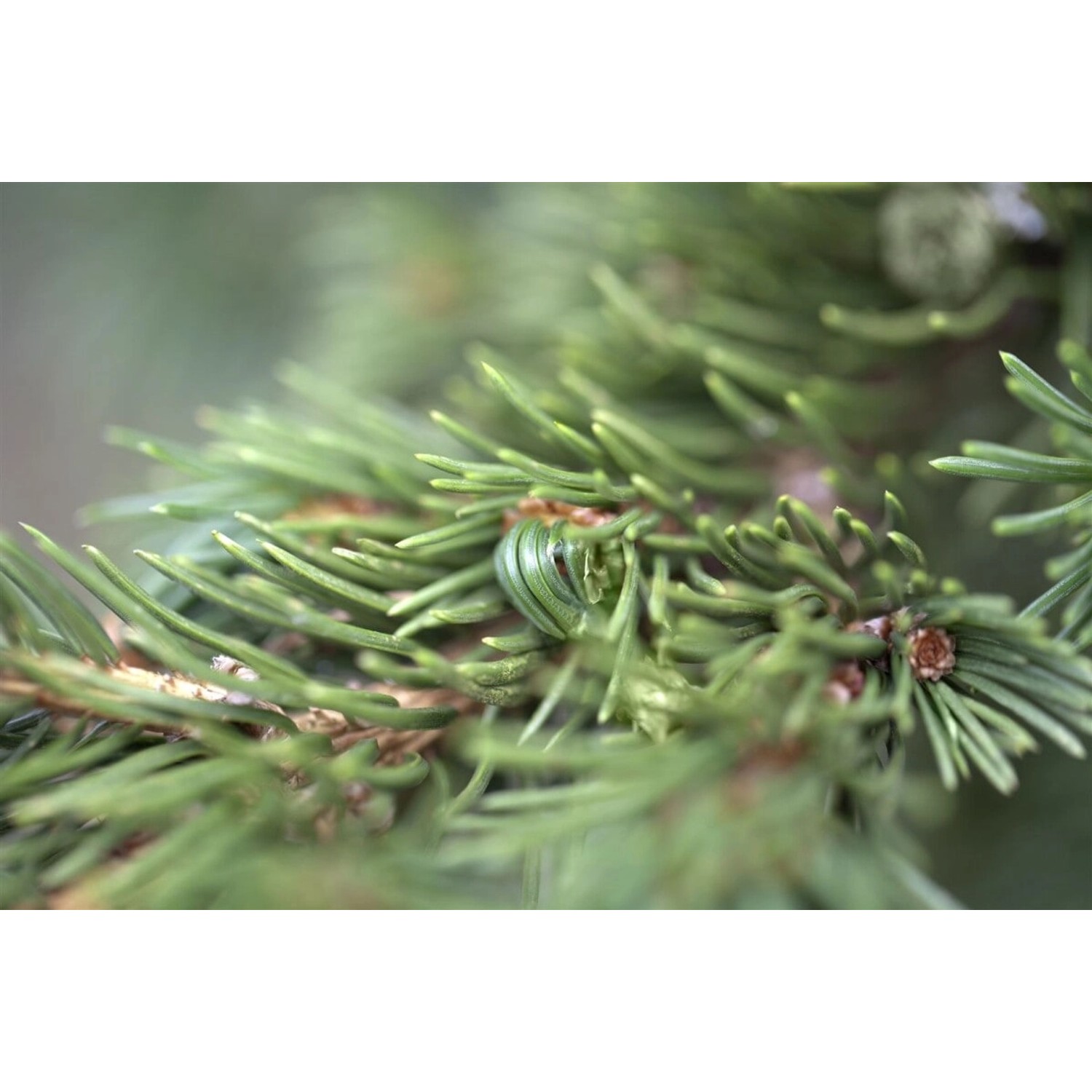 Picea Pungens Lucky Strike Blau-Fichte 40–50 cm günstig online kaufen
