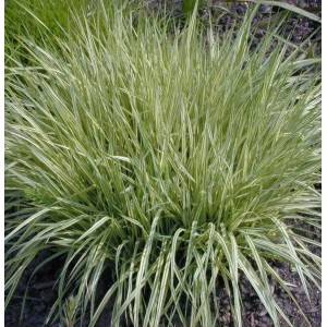 Moor-Pfeifengras (Molinia caerulea) mit grün-weiß gestreiften Blättern, eine dekorative Staude für den Garten.