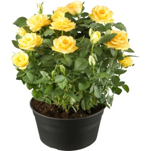 Gelbe OBI Edelrose im Topf, ca. 10-20 cm hoch. Ideal für Beet, Kübel oder als Schnittblume.