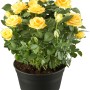 Gelbe OBI Edelrose im Topf, ca. 10-20 cm hoch. Ideal für Beet, Kübel oder als Schnittblume.