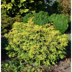 Buschige Muschel Scheinzypresse Bronze Pygmaea, gelbgrün, ideal für Garten und Steingarten.