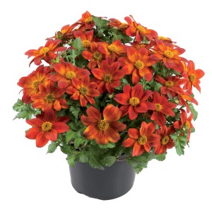 Goldmarie 'Ring of Fire' im Topf, orange-gelbe Sommerblume für Balkon und Garten.