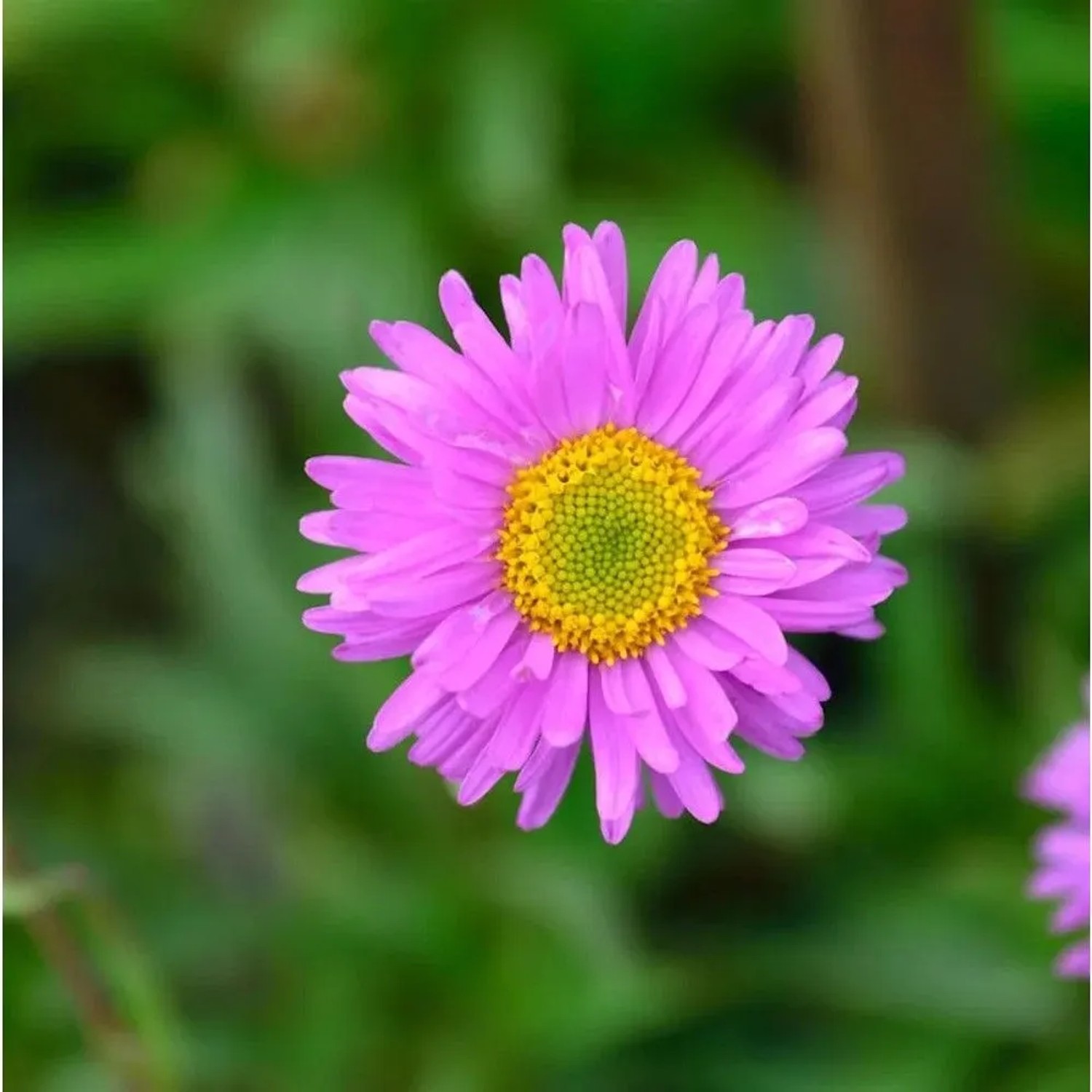 Kissenaster Alice Haslam - Aster alpinus