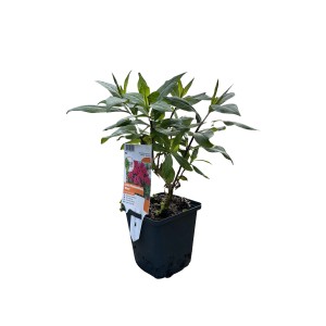 Flammenblume Miss Mary im 9 cm Topf mit leuchtend roten Blüten.