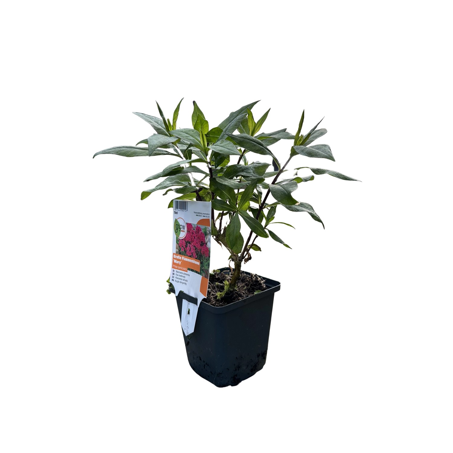 GROW by OBI Flammenblume Miss Mary Rot Topf-Ø ca. 9 cm x 9 cm Phlox günstig online kaufen