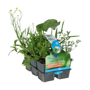 Teichpflanzen-Set Insekten Biotop, 6 Pflanzen im Topf, ideal für Gartenteiche.