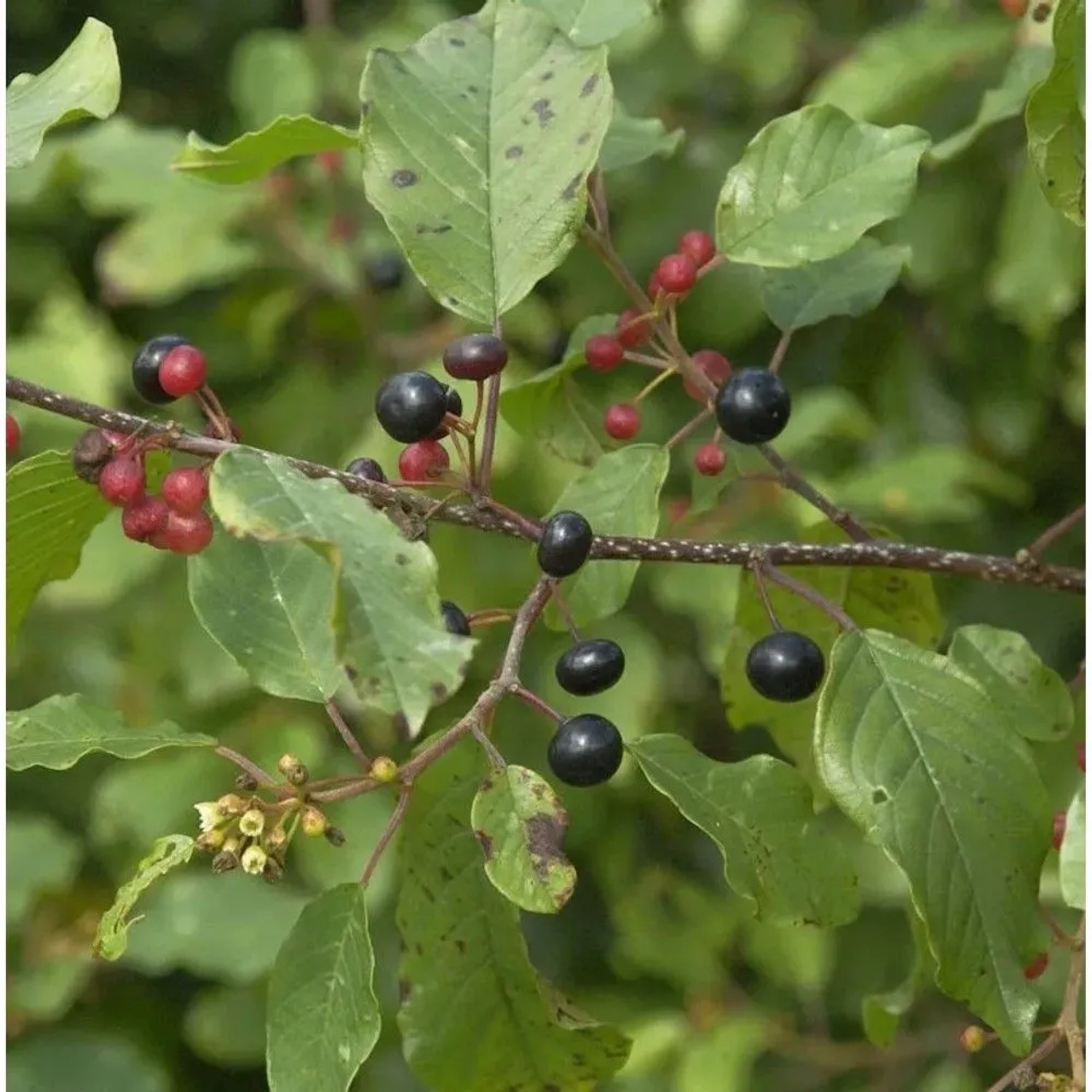 Faulbaum Pulverholz 100-125cm - Rhamnus frangula