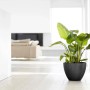 Dunkelgrauer Ecopots Pflanztopf Antwerp 40 cm mit Pflanze im modernen Wohnraum.