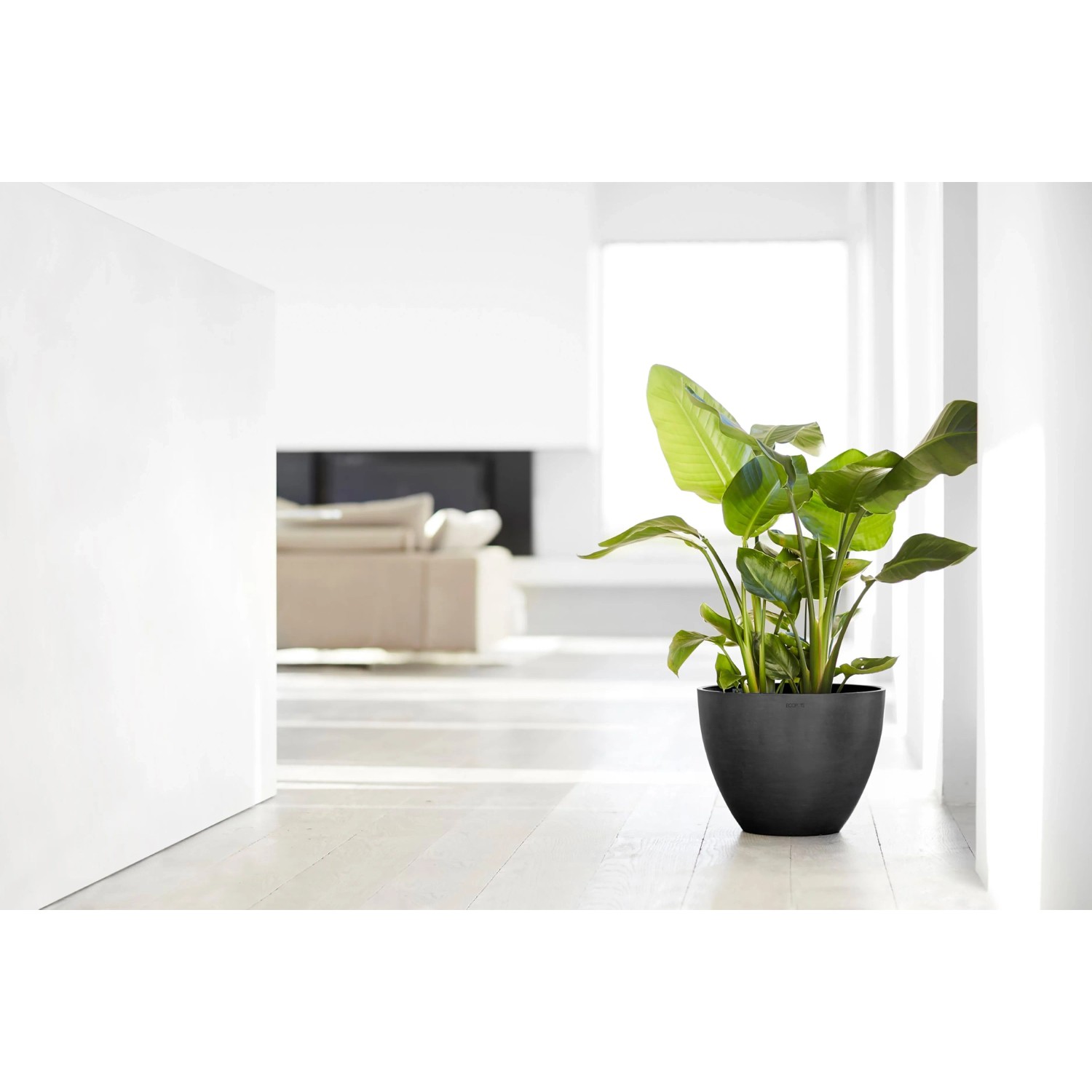 Dunkelgrauer Ecopots Pflanztopf Antwerp 40 cm mit Pflanze im modernen Wohnraum.