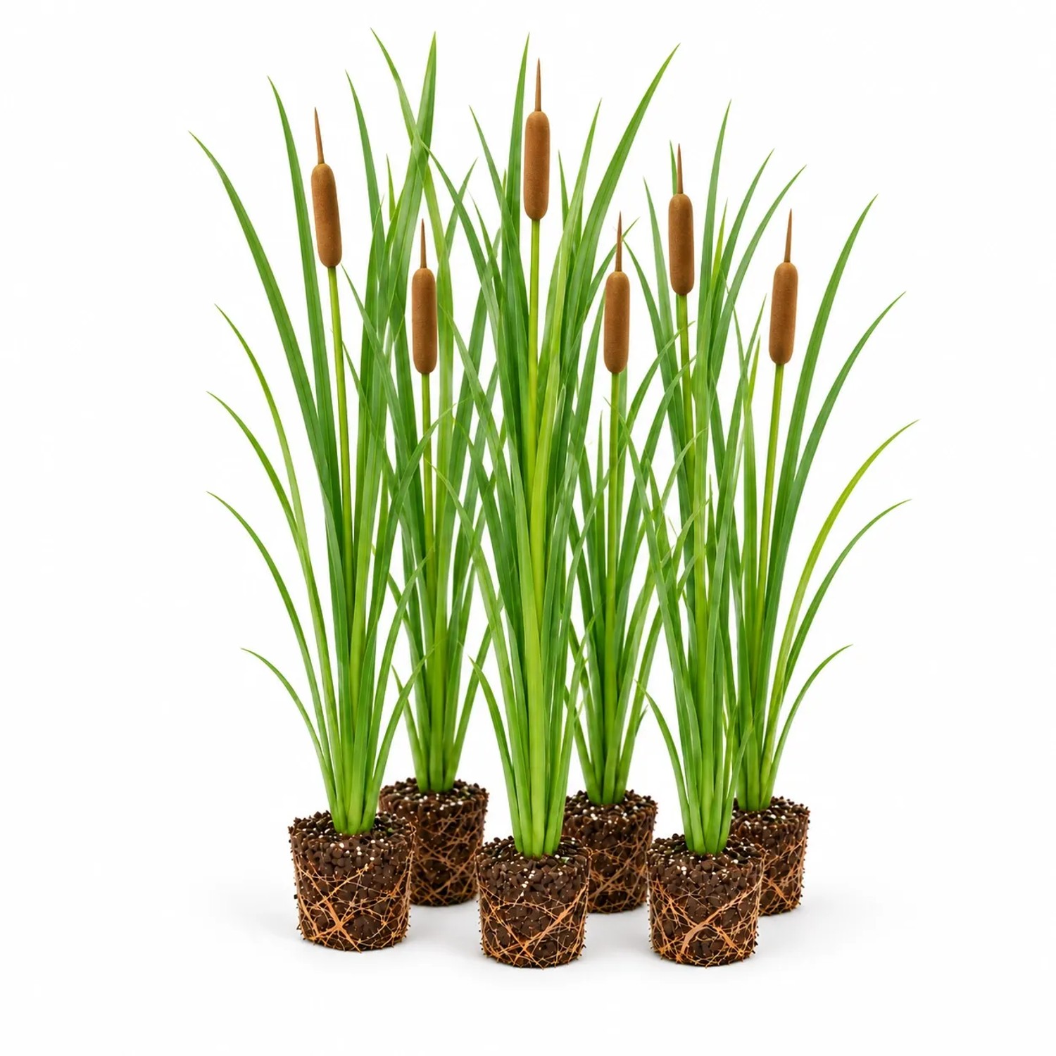 Vdvelde Schmalblättriger Rohrkolben   Typha Gracilis   12 Pflanzen