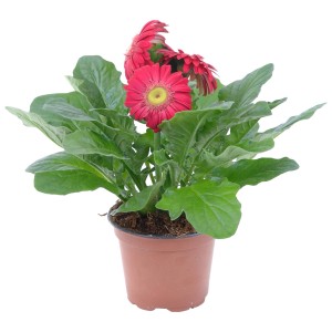 Rosa Gerbera im Topf (ca. 12 cm Ø), eine dekorative Blühpflanze für Innenräume.