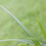 Detailaufnahme des grünen Ziergrases Carex Irish Green im Topf.