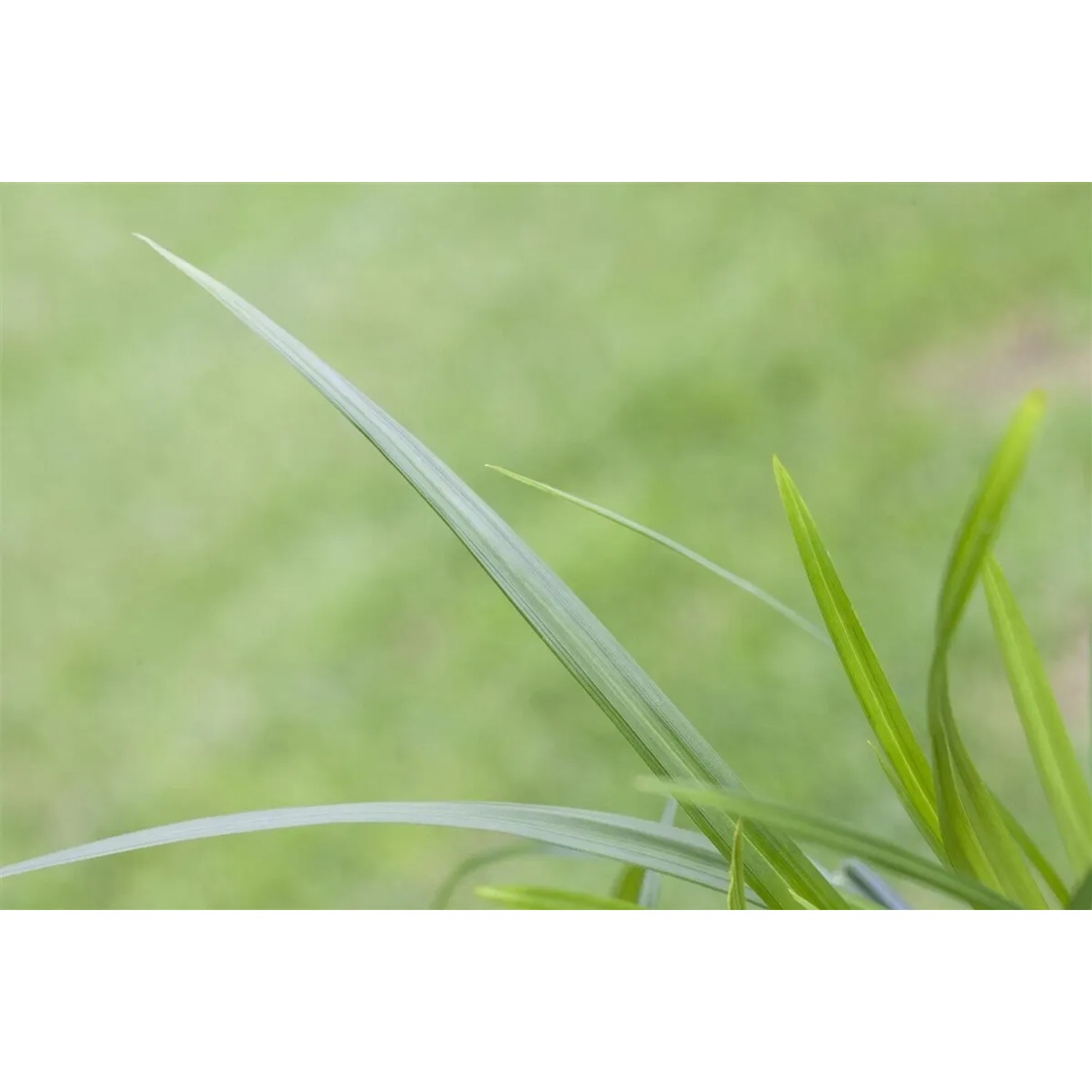 Detailaufnahme des grünen Ziergrases Carex Irish Green im Topf.