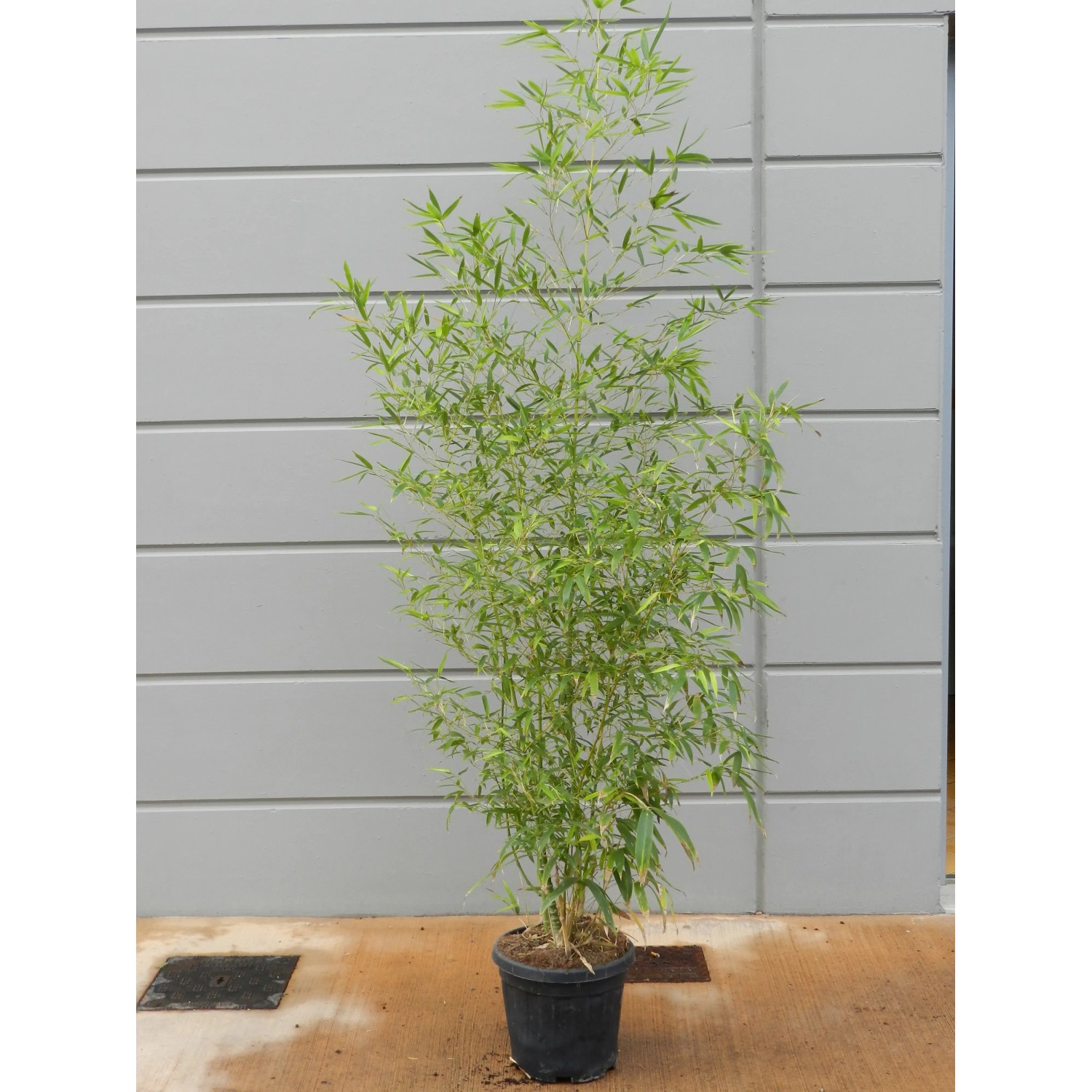 GROW by OBI Phyllostachys aurea Topf- 26 cm kaufen bei OBI