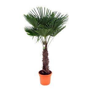 Chinesische Hanfpalme (Trachycarpus fortunei), ca. 250 cm hoch, im Topf. Kübelpflanze für Garten & Terrasse.