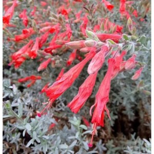 Kalifornische Fuchsie: Staude mit leuchtend roten, röhrenförmigen Blüten und silbrigem Laub.