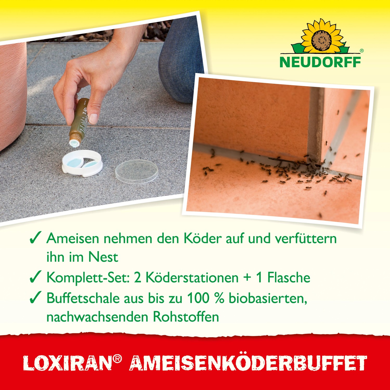 Neudorff Loxiran Ameisen-Buffet: Nachfüllbare Köderdose mit Ameisen auf Fliesen und Hand mit Köderflasche.