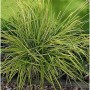 Steife Segge Bowles Golden - Carex elata