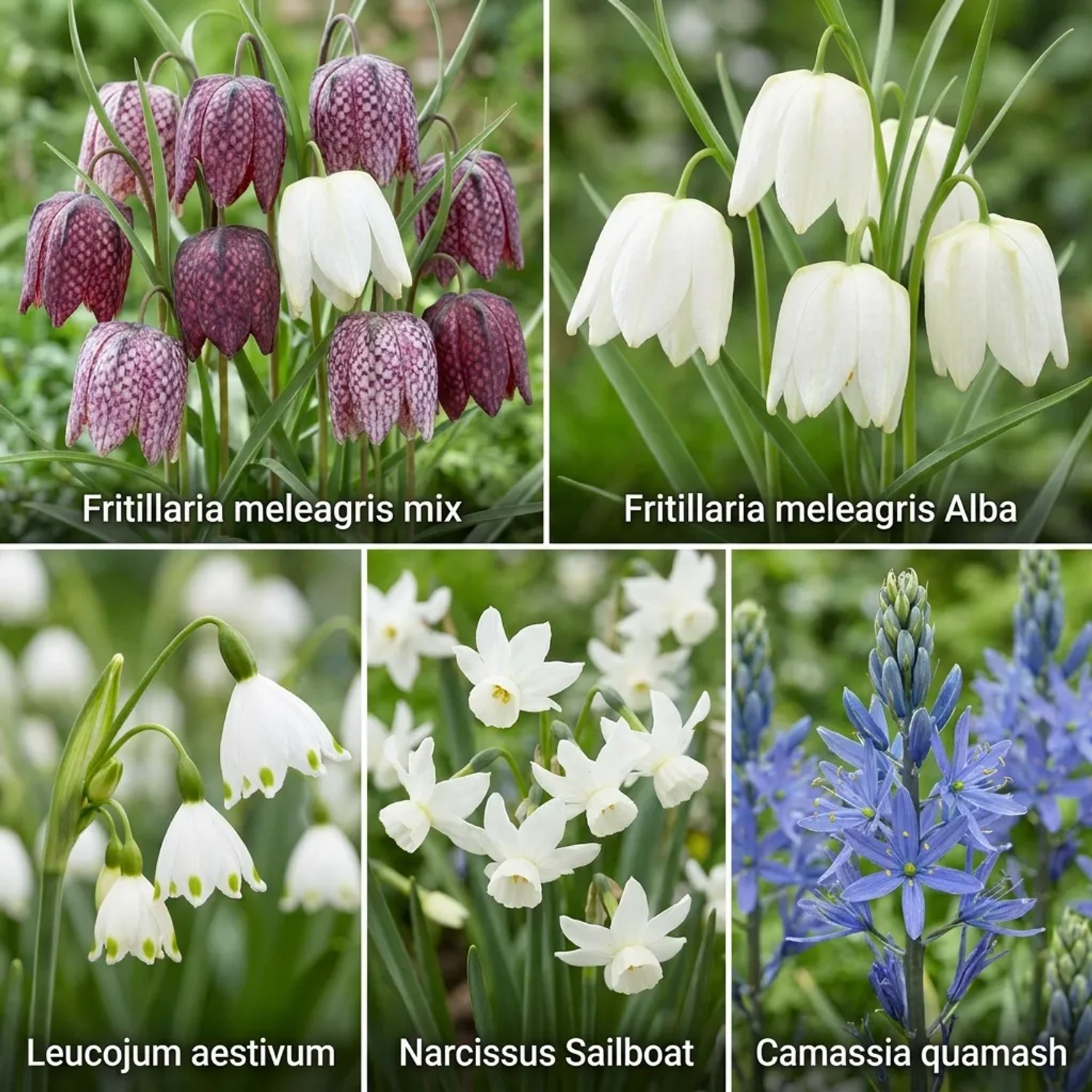 Vdvelde Aqua Bulbs Wildblumen-Mix: Fünf Sorten Blumenzwiebeln für den Teichrand, darunter Schachbrettblume, Narzissen und Camassia.
