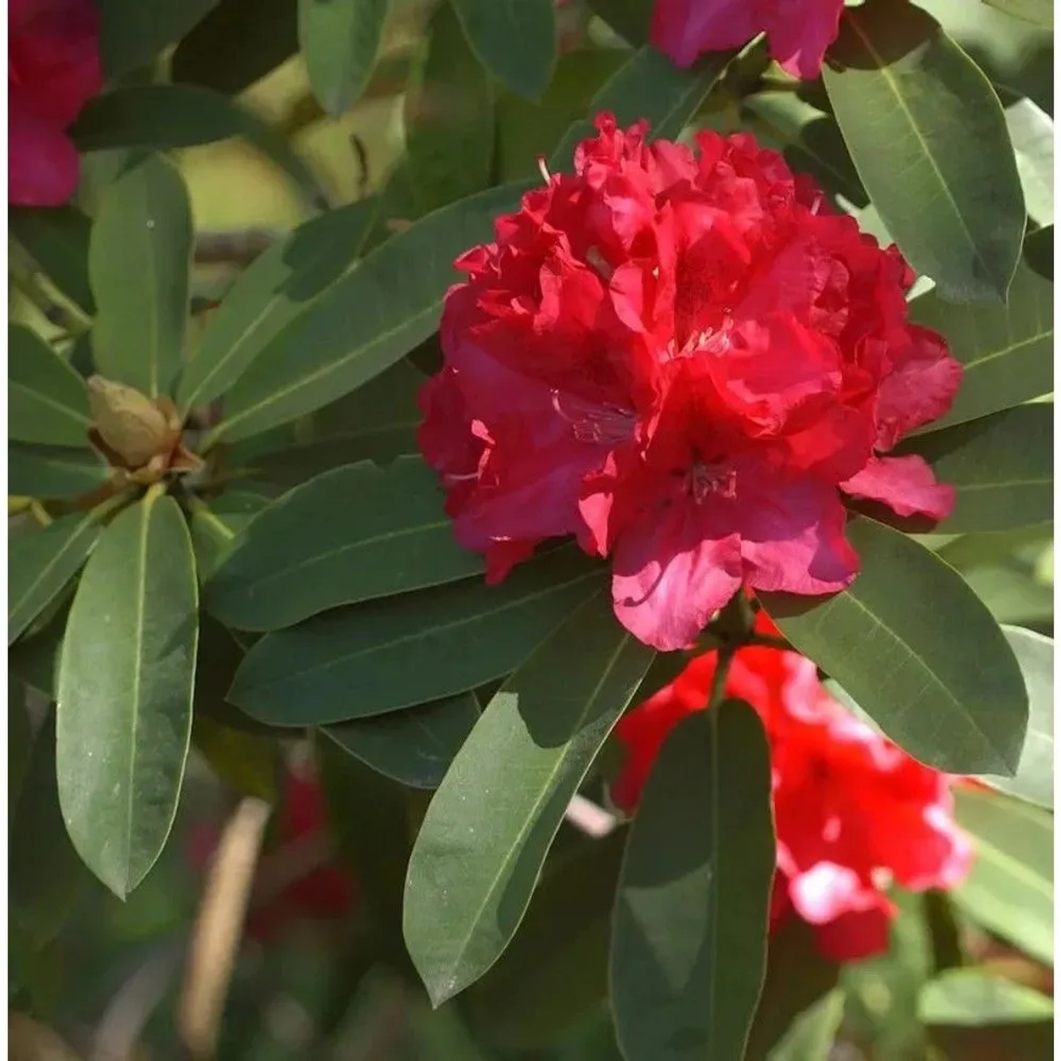 Großblumige Rhododendron Wilgen Ruby 30-40cm - Alpenrose